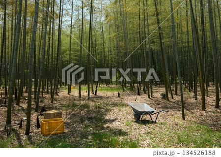 京都西山地区の竹の秋の作業風景 134526188