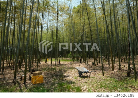 京都西山地区の竹の秋の作業風景 京都西山地区の竹の秋の作業風景 134526189