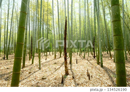 京都西山地区の竹の秋 京都西山地区の竹の秋 134526190
