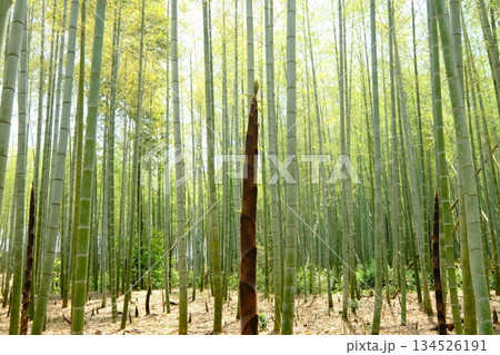 京都西山地区の竹の秋 134526191