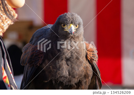 浜離宮恩賜庭園で行われる放鷹術 正月行事で披露される鷹のアップ 浜離宮恩賜庭園で行われる放鷹術 正月行事で披露される鷹のアップ 134526209
