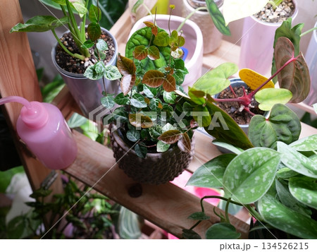 Urban Garden With Lush Greenery, Charming Display Of Diverse Houseplants On Wooden Shelf In Sunlight Urban Garden With Lush Greenery, Charming Display Of Diverse Houseplants On Wooden Shelf In Sunlight 134526215