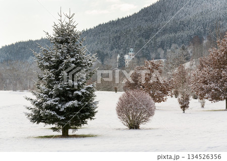 Snow on golf course landscape in winter with forest in background, copy space 134526356