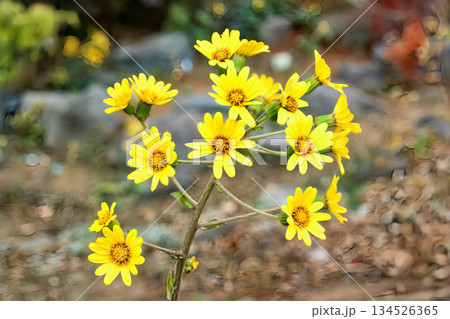 公園の花 公園の花 134526365