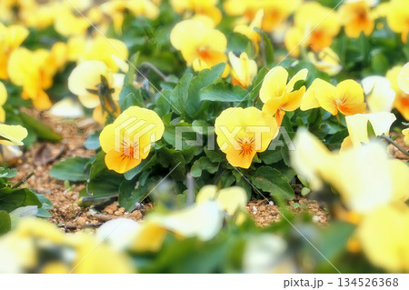 公園の花 公園の花 134526368