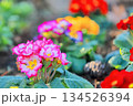 公園の花壇 134526394