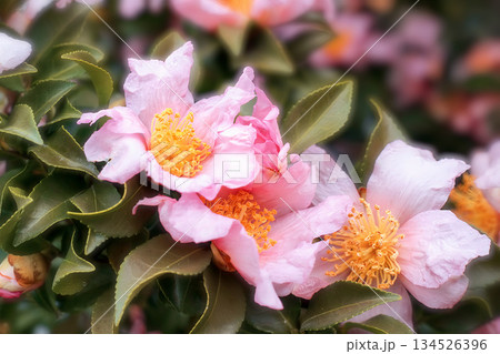 公園の花壇 134526396