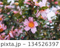 公園の花壇 134526397