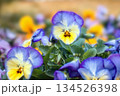 公園の花壇 134526398