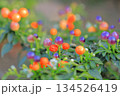 花壇の花 134526419