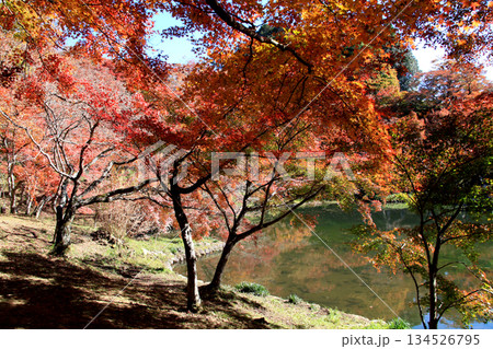 大分県の紅葉名所　用作公園（ゆうじゃくこうえん）の風景 134526795