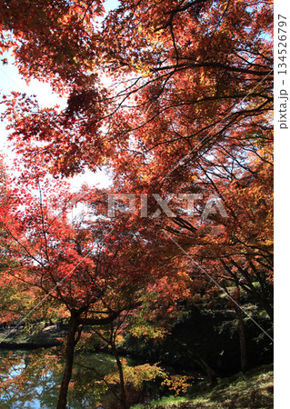 大分県の紅葉名所 用作公園(ゆうじゃくこうえん)の風景 大分県の紅葉名所 用作公園(ゆうじゃくこうえん)の風景 134526797