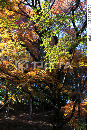 大分県の紅葉名所 用作公園(ゆうじゃくこうえん)の風景 大分県の紅葉名所 用作公園(ゆうじゃくこうえん)の風景 134526799