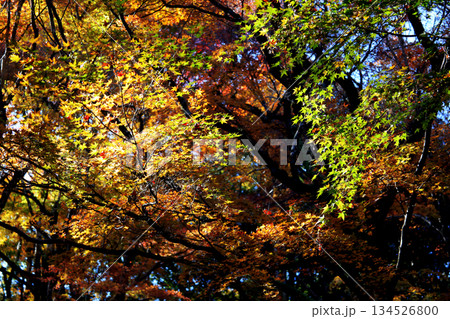 大分県の紅葉名所 用作公園(ゆうじゃくこうえん)の風景 大分県の紅葉名所 用作公園(ゆうじゃくこうえん)の風景 134526800