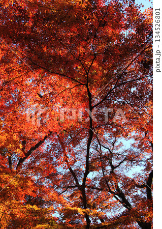 大分県の紅葉名所 用作公園(ゆうじゃくこうえん)の風景 大分県の紅葉名所 用作公園(ゆうじゃくこうえん)の風景 134526801