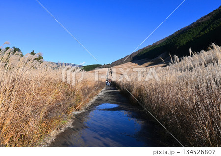 秋晴の箱根 仙石原すすき草原遊歩道を歩く 134526807