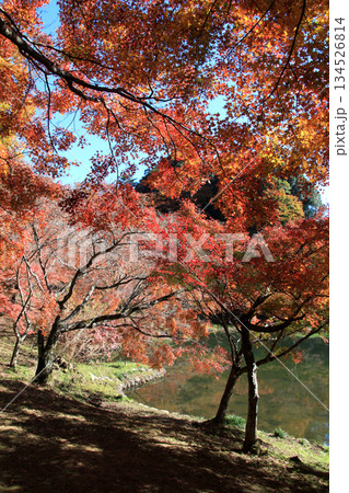 大分県の紅葉名所 用作公園(ゆうじゃくこうえん)の風景 大分県の紅葉名所 用作公園(ゆうじゃくこうえん)の風景 134526814