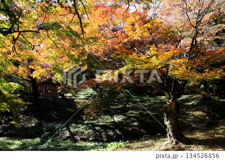 大分県の紅葉名所 用作公園(ゆうじゃくこうえん)の風景 大分県の紅葉名所 用作公園(ゆうじゃくこうえん)の風景 134526856
