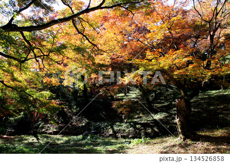 大分県の紅葉名所 用作公園(ゆうじゃくこうえん)の風景 大分県の紅葉名所 用作公園(ゆうじゃくこうえん)の風景 134526858