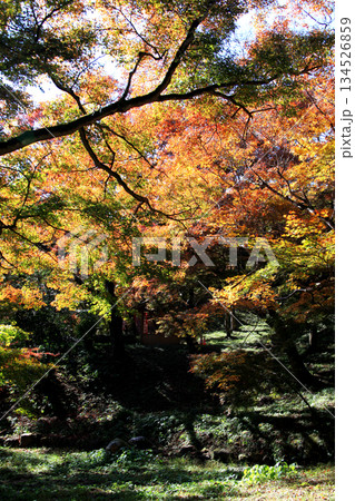 大分県の紅葉名所 用作公園(ゆうじゃくこうえん)の風景 大分県の紅葉名所 用作公園(ゆうじゃくこうえん)の風景 134526859