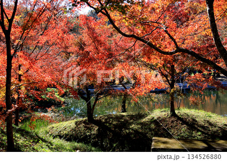 大分県の紅葉名所 用作公園(ゆうじゃくこうえん)の風景 大分県の紅葉名所 用作公園(ゆうじゃくこうえん)の風景 134526880