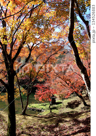 大分県の紅葉名所 用作公園(ゆうじゃくこうえん)の風景 大分県の紅葉名所 用作公園(ゆうじゃくこうえん)の風景 134526883