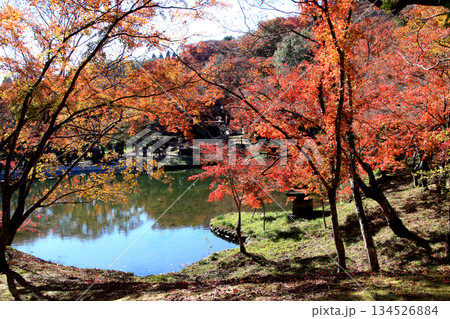 大分県の紅葉名所　用作公園（ゆうじゃくこうえん）の風景 134526884