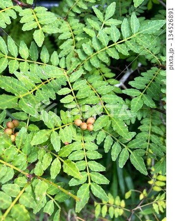 存在感のあるサンショウの実 134526891