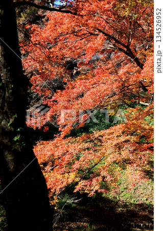 大分県の紅葉名所 用作公園(ゆうじゃくこうえん)の風景 大分県の紅葉名所 用作公園(ゆうじゃくこうえん)の風景 134526952