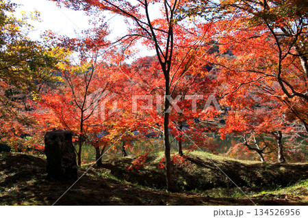 大分県の紅葉名所 用作公園(ゆうじゃくこうえん)の風景 大分県の紅葉名所 用作公園(ゆうじゃくこうえん)の風景 134526956