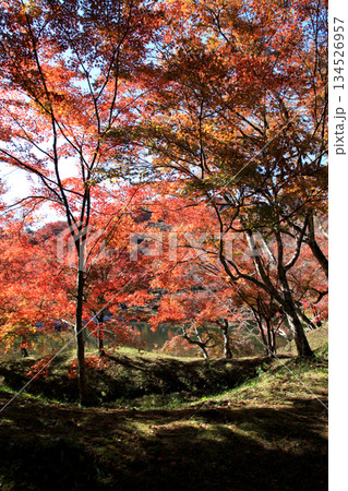大分県の紅葉名所 用作公園(ゆうじゃくこうえん)の風景 大分県の紅葉名所 用作公園(ゆうじゃくこうえん)の風景 134526957
