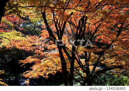大分県の紅葉名所　用作公園（ゆうじゃくこうえん）の風景 134526991