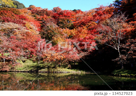 大分県の紅葉名所　用作公園（ゆうじゃくこうえん）の風景 134527023