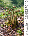 春に芽吹くゼンマイ 134527040