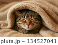 毛布に包まれて眠る猫 134527041