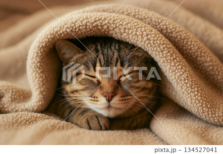 毛布に包まれて眠る猫 134527041