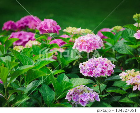 Pink Hydrangeas Blooming in a Backyard Garden. Beautiful cluster of blooming pink hydrangeas brightens green lawn  134527051