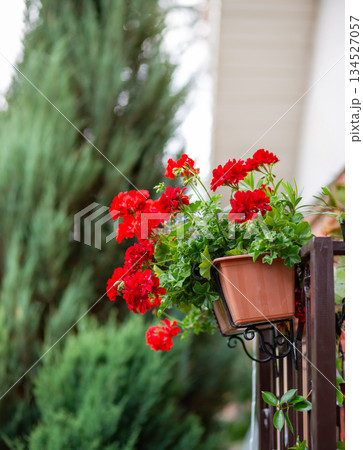 Summer Red geranium. Pelargonium blossom of colorful geraniums  134527057