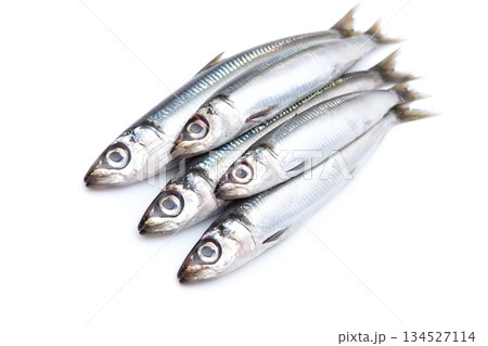 ウルメイワシ ウルメイワシ 134527114