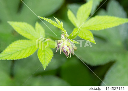 カナムグラの花　(秋の花粉症の原因植物) 134527133
