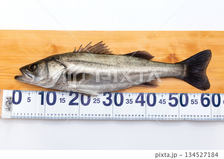 スズキ（シーバス）　魚計測用メジャー 134527184