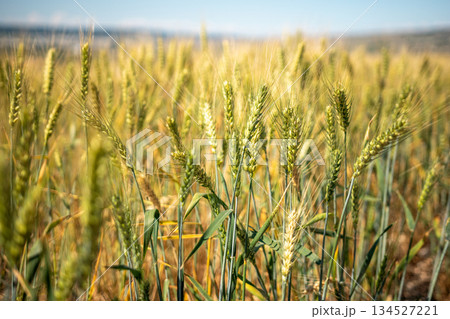 A field of wheat is shown in the image A field of wheat is shown in the image 134527221