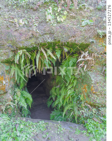 トンカラリン、石垣に生える植物 134527276