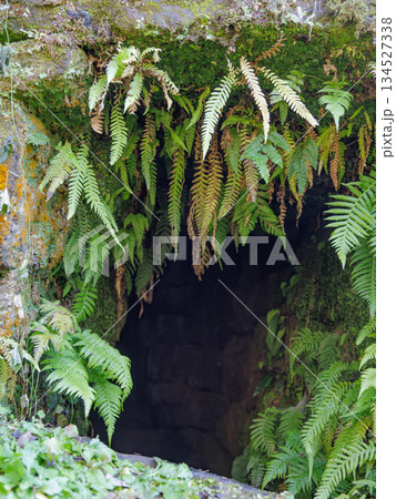 トンカラリン、自然の力で育つ植物 トンカラリン、自然の力で育つ植物 134527338