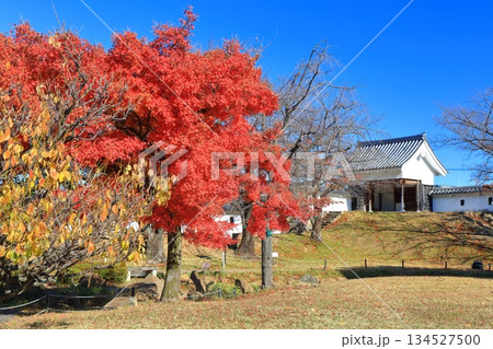 【京都府】快晴の勝竜寺城公園の紅葉 【京都府】快晴の勝竜寺城公園の紅葉 134527500