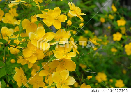 満開のヤマブキの花 134527503