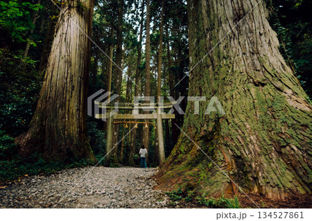 巨木に囲まれた神社の参道 巨木に囲まれた神社の参道 134527861