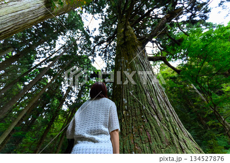 深緑の森で巨木を見上げる女性 深緑の森で巨木を見上げる女性 134527876