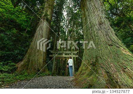 巨木に挟まれた神社の参道 134527877