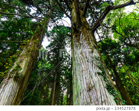 太い木の幹を見上げる 太い木の幹を見上げる 134527878